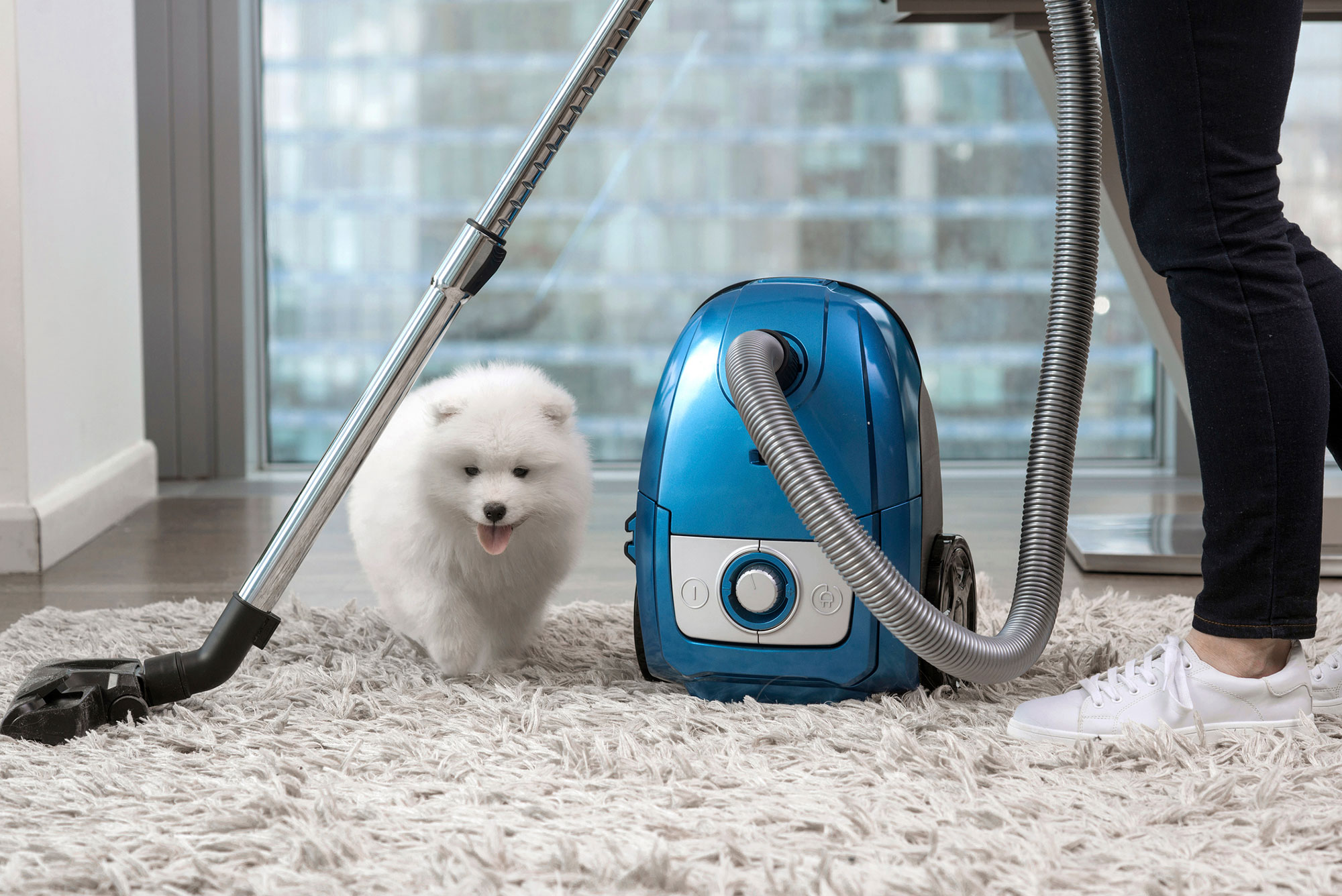 Understand the importance of carpet cleaning